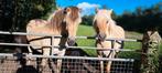 2 prachtige makke fjorden merrie. s, 0 tot 2 jaar, Onbeleerd, Recreatiepony, Gechipt