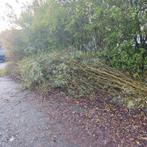 Verse wilgentakken, Volle zon, Bloeit niet, 100 tot 250 cm, Overige soorten