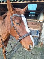 Bitloos sidepull hoofdstel met teugels. Maat cob. Nieuw, Dieren en Toebehoren, Ophalen of Verzenden, Nieuw, Overige soorten