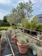 Olijf boompje in Terracotta pot, 100 tot 250 cm, Olijfboom, Zomer, Ophalen