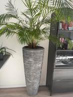 Grote vaas/pot (met plant), Tuin en Terras, Bloembakken en Plantenbakken, Ophalen, Zo goed als nieuw, Rond, Steen