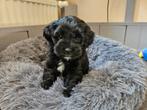 Boompoo Pup, Rabiës (hondsdolheid), 8 tot 15 weken, Eén hond, Nederland