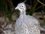 Kuiftinamoe’s, Dieren en Toebehoren, Meerdere dieren, Tropenvogel, Geringd