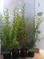 Ligustrum ovalifolium – groenblijvende haagliguster, Ophalen of Verzenden, Liguster, Haag, Minder dan 100 cm