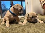 Blue fawn Franse Bulldog puppy, België, Particulier, Rabiës (hondsdolheid), Reu
