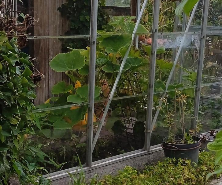 Grote Biologische Hokkaido pompoen zaden, Tuin en Terras, Bloembollen en Zaden, Zaad, Gehele jaar, Volle zon, Ophalen of Verzenden