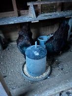 Gratis ophalen 3 kippen Barnevelders gezoomd, Vrouwelijk