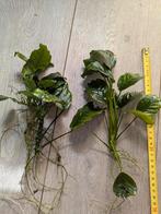 Anubias Barteri, Ophalen, Zo goed als nieuw, Plant(en), Steen of Hout