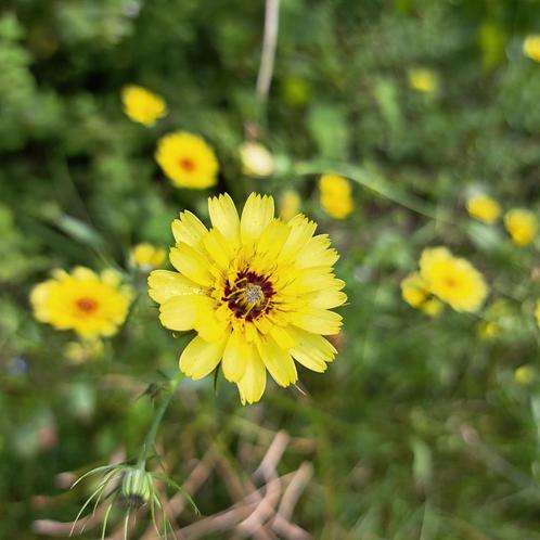Zaden tolpis barbata, Tuin en Terras, Bloembollen en Zaden, Zaad, Voorjaar, Volle zon, Verzenden