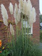 Pampas Pluimen, Huis en Inrichting, Woonaccessoires | Droogbloemen, Ophalen of Verzenden