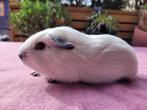 Mooi wit (cali) cavia zeugje, Dieren en Toebehoren, Knaagdieren, Cavia, Augustus, Vrouwelijk, Tam