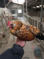 Hennen Hollandse kriel porselein, Vrouwelijk, Kip