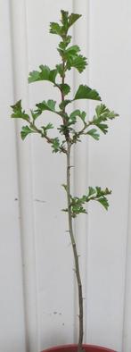 Jong heel klein meidoorn boompje, Tuin en Terras, Ophalen, Halfschaduw, Overige soorten, Lente