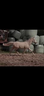 Luxe cremello nrps D pony te koop!!, Dieren en Toebehoren, Pony's, Gechipt, Dressuurpony, 3 tot 6 jaar, D pony (1.37m tot 1.48m)