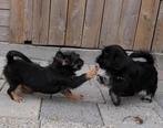 🐕Nog 2 Mooie Pomeriaan x Boomer pups! Teefjes!!!, Rabiës (hondsdolheid), 8 tot 15 weken, Meerdere, Meerdere dieren