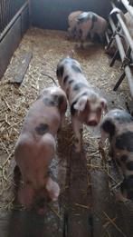 Pitrain Biggen, Dieren en Toebehoren, Schapen, Geiten en Varkens, Vrouwelijk, Varken, 0 tot 2 jaar