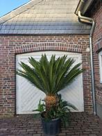 PALMBOMEN, OLIJFBOMEN & ANDERE MEDITERRANE BOMEN & PLANTEN, In pot, Halfschaduw, Ophalen of Verzenden, Zomer