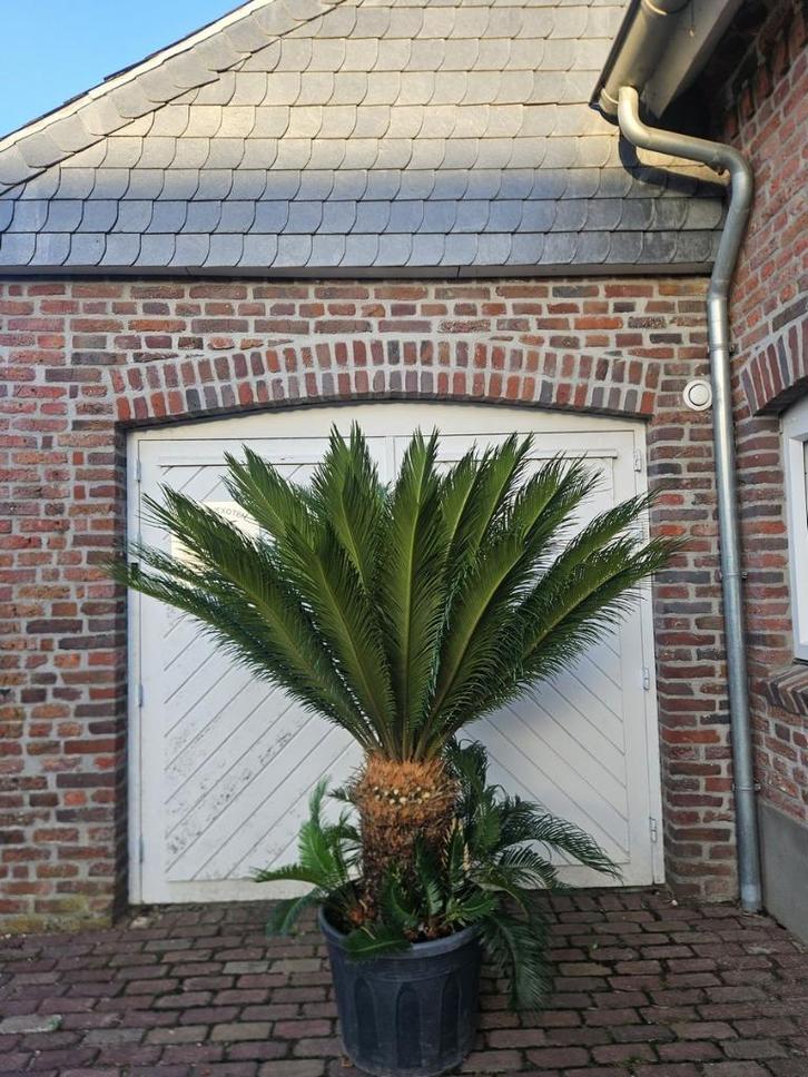 PALMBOMEN, OLIJFBOMEN & ANDERE MEDITERRANE BOMEN & PLANTEN, Tuin en Terras, Planten | Bomen, Palmboom, Halfschaduw, Zomer, In pot