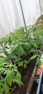 tomaten planten, Zomer, Ophalen, Groenteplanten, Eenjarig
