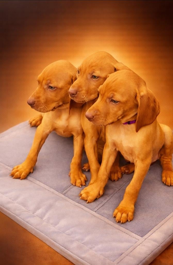 Vizsla pups, Dieren en Toebehoren, Honden | Setters en Staande honden, Meerdere dieren, Overige rassen, Fokker | Hobbymatig, Meerdere