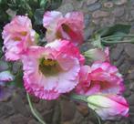 LISIANTHUS - KUNST - ROZE, Ophalen of Verzenden, Nieuw