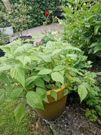 Frambozen stekjes, Tuin en Terras, Planten | Tuinplanten, Ophalen, Zomer, Volle zon