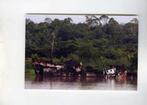 scheepvaart-foto-flamingo 1962-wrak suriname, Verzamelen, Scheepvaart, Ophalen of Verzenden, Zo goed als nieuw, Motorboot, Boek of Tijdschrift