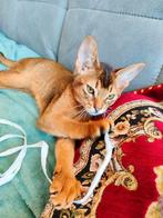 Abessijn kitten Abessinier Abyssinian, Kater