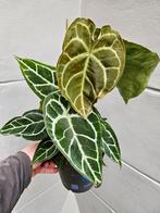 Anthurium Crystallinum Hybriden p17 XXXL (12)