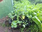 Biologische groenteplanten, oa andijvie, paksoi, boerenkool, Ophalen, Volle zon, Groenteplanten, Eenjarig