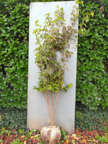 Cornus Kousa Chinensis - Chinese Kornoelje beschikbaar voor biedingen