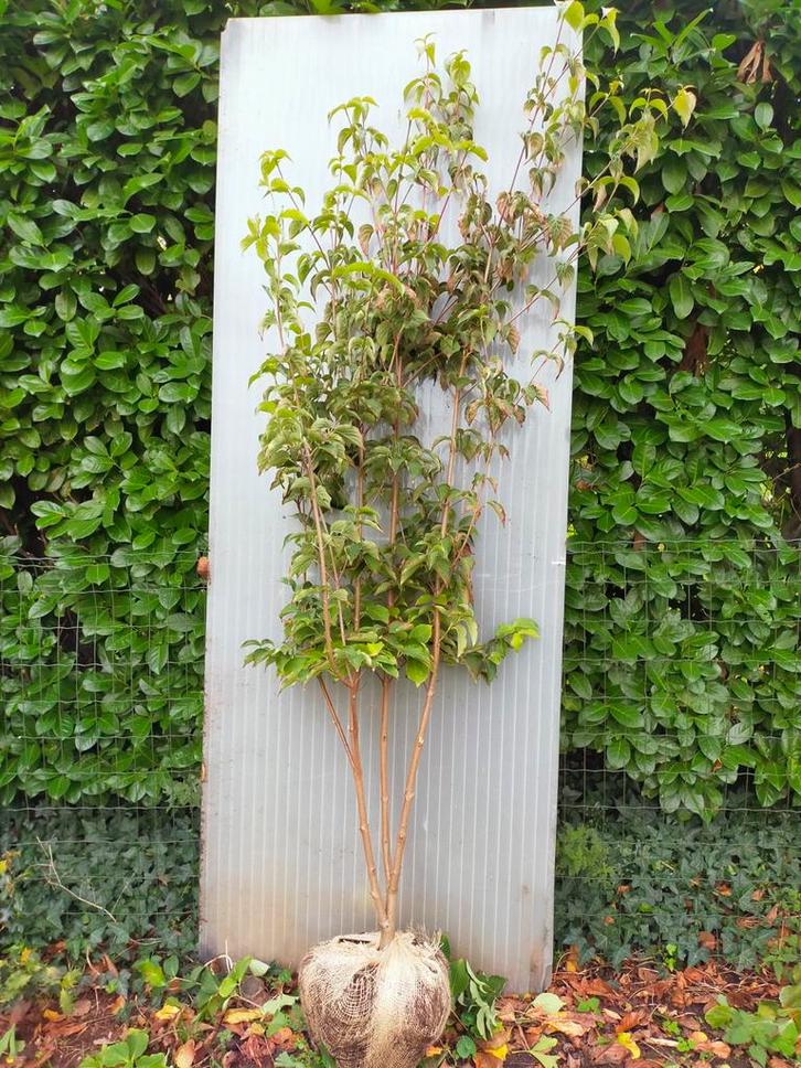 Cornus Kousa Chinensis - Chinese Kornoelje, Tuin en Terras, Planten | Bomen, Overige soorten, 100 tot 250 cm, Halfschaduw, Lente