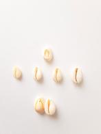 Nieuwe kauri schelpen kralen bedels, schelpjes, Overige merken, Overige materialen, Nieuw, Ophalen of Verzenden