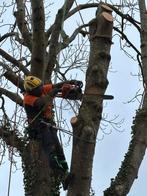 Boomverzorging/ boom kappen / boom snoeien, Diensten en Vakmensen, Tuinmannen en Stratenmakers, Tuinonderhoud of Snoeiwerk