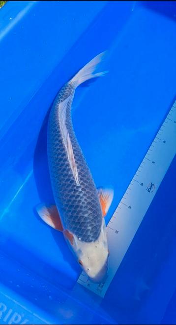 Koi karper Asagi beschikbaar voor biedingen