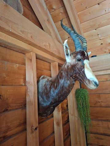 Mooie blesbok taxidermie  beschikbaar voor biedingen