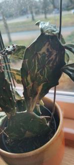 2 x Oppuntia variegata ghost cactus  inclusief pot, Ophalen, Minder dan 100 cm, Bloeiende kamerplant, Volle zon