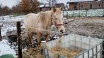 Gezocht verzorger/bijrijder., Dieren en Toebehoren