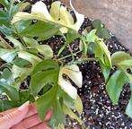 Monstera Minima variegata, Overige soorten, Minder dan 100 cm, Ophalen of Verzenden, Halfschaduw