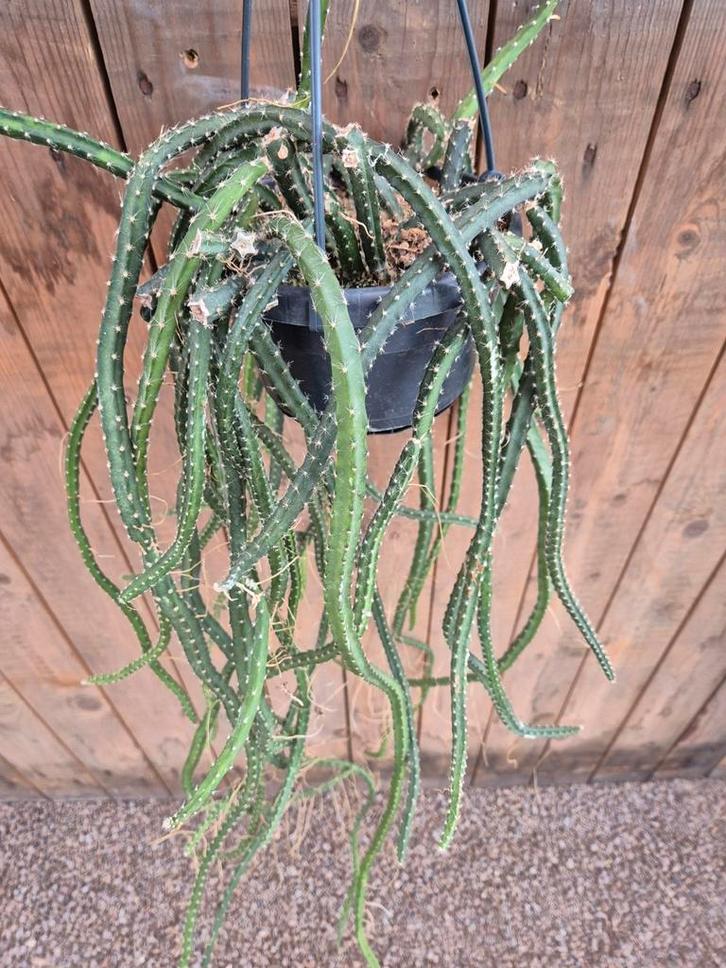 Selenicereus Grandiffloris p14, Huis en Inrichting, Kamerplanten, Minder dan 100 cm, Halfschaduw, Ophalen of Verzenden