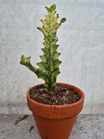Euphorbia Lactea Variegata p8, Ophalen of Verzenden, Halfschaduw, Minder dan 100 cm