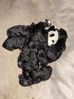 Toy Poedel, Dieren en Toebehoren, Honden | Chihuahua's en Gezelschapshonden, Poedel, CDV (hondenziekte), 8 tot 15 weken, Meerdere