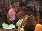 Discusvis, Dieren en Toebehoren, Vissen | Aquariumvissen, Vis, Zoetwatervis