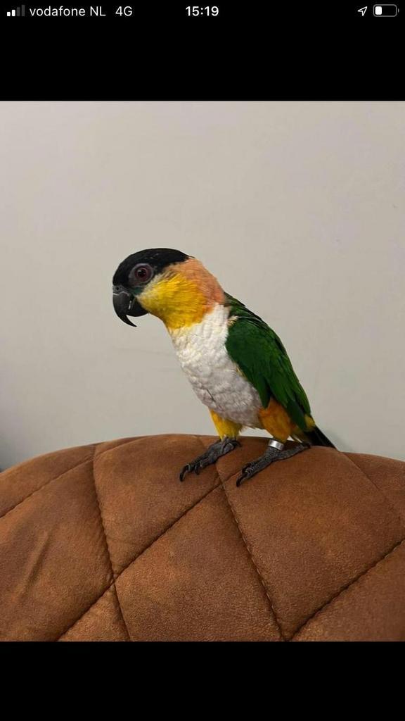 Super tamme jonge caique papegaai, Dieren en Toebehoren, Vogels | Parkieten en Papegaaien, Papegaai, Geslacht onbekend, Pratend