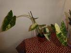 Alocasia Variegata, Overige soorten, In pot, Minder dan 100 cm, Groene kamerplant