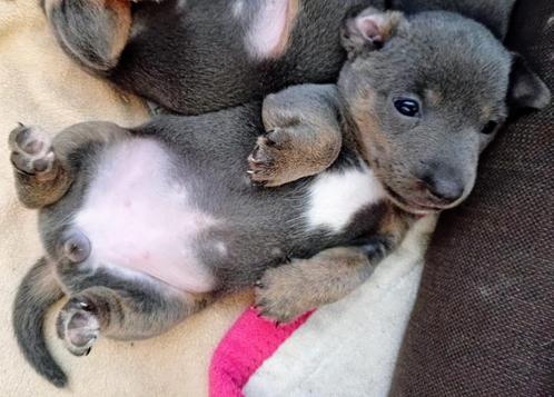 Superschattige Jack Russell puppy’s, Dieren en Toebehoren, Honden | Jack Russells en Terriërs, Meerdere dieren, Jack Russell Terriër