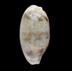 Schelpen: Cypraea interrupta 27,8mm (Gem) Thailand. Groot!, Ophalen of Verzenden, Schelp(en)