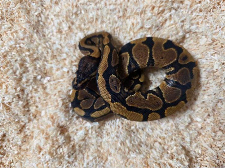 Classic Yellowbelly or Asphalt vrouwtje 2025, Dieren en Toebehoren, Reptielen en Amfibieën, Slang, 0 tot 2 jaar