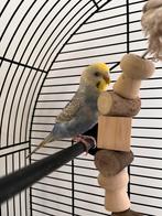 Grasparkiet Bluey, Dieren en Toebehoren, Vogels | Kanaries, Mannelijk, Zangkanarie