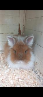 Teddydwerg konijn, Dieren en Toebehoren, Mannelijk, Middelgroot, 0 tot 2 jaar